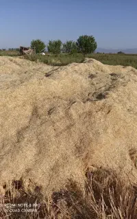 کاه نرم و یونجه قاطی
