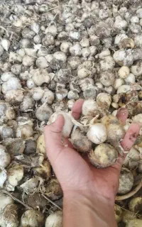 سیر موسلی یا همان موسیر اسینم