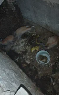 خرگوش ماده