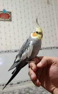 پرنده
