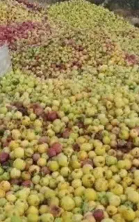 خرید سیب زیر درختی