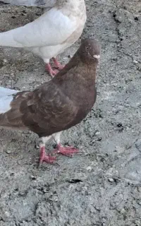 کبوتر دم سفید ماده