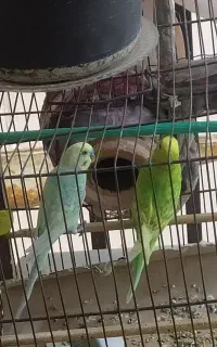 پرنده