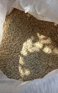 عدس دیم درجه یک به شرط پخت