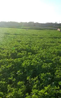 کاه نرم