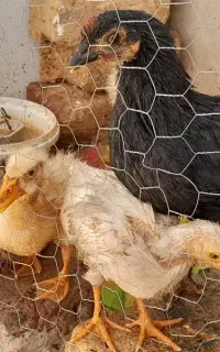 جوجه و اردک