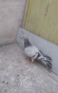 کفتر
