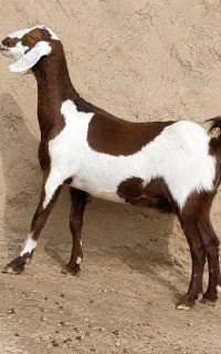 بز مری چتی آبستن دوقلوزا