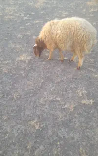 بره نر دورگ