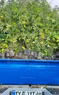 نهال گلمحمدی نژاد صدپر(گلدانی)