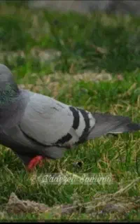 کبوتر