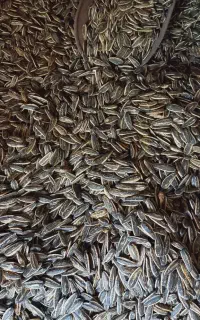 پخش تخمه خوی