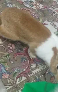 خرگوش نر