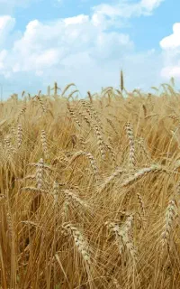 فروش گندم درجه یک تمیز