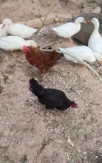 اردک