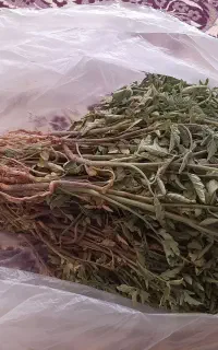 بوته گرجه
