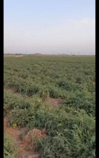 زمین کشاورزی به متراژ ۱۷۰۰ متر