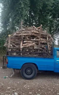 خرید و برش انواع نوع درخت