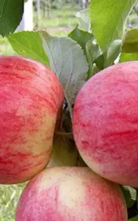 سیب گلاب(یای آلماسی)