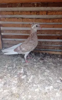 کبوتر