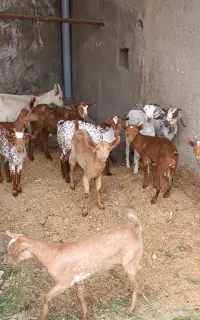 صلاله نژاد عمان