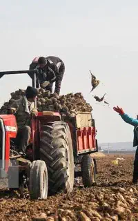 اکیب بارگیری چغندر