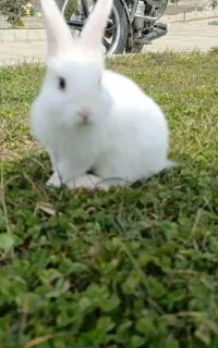 خرگوش سفید