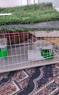 قفس پرنده وحیوان خانگی