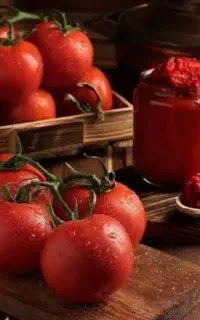 ابگیری گوجه در زنجان و حومه(مولایی)
