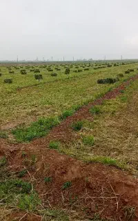 یونجه خالص خالص بدون علف ریزبند درجه یک