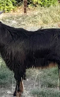 بز .کهره نر