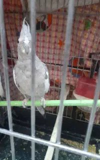 پرنده گم شده