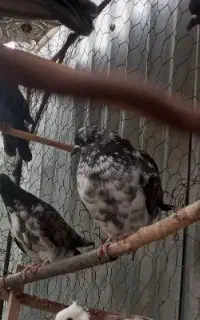 کبوتر تک پر