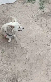 سگ پاکوتا