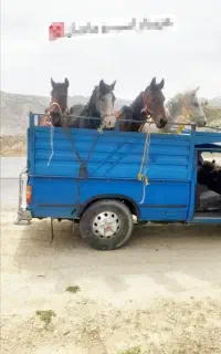 خریدوفروش اسب و مادیون