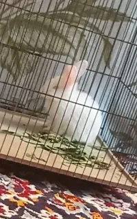 بچه خرگوش نابینا