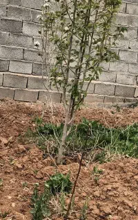 لوازم جانبی حیوانات