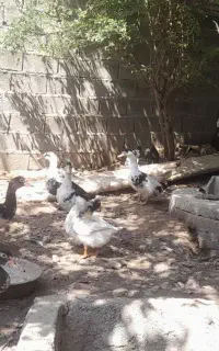 اردک خارجی