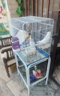 چندتا قفس پرنده