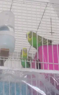 مرغ عشق