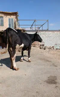 تلیسه سوپر گاو