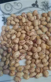 لوبیا چیتی اعلا