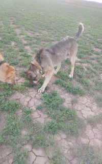 سگ گلگی