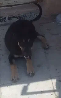 سگ۰