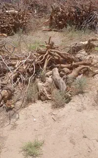 خریدار انواع چوب کنده
