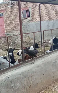 فریح لاری