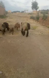دو عدد شیشک کشتی