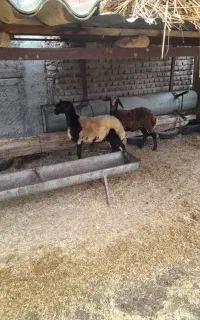 دوراس بره ماده چاق