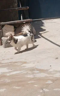 سگ پا کوتاه