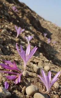 مشارکت در تامین گل حسرت(گل بی منت بارون)  محدود